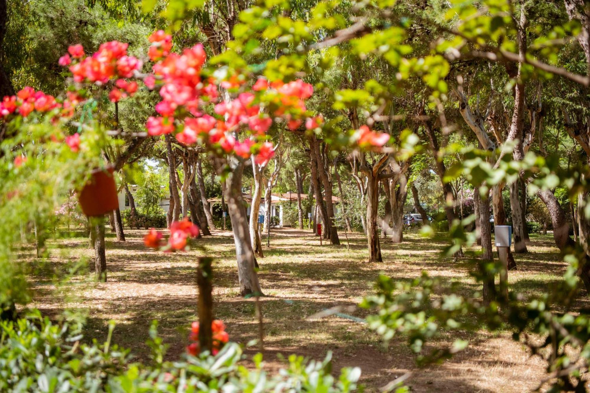 Camping Village Baia Falcone Vieste Dış mekan fotoğraf